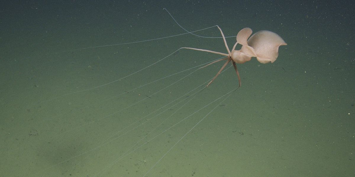Bizarre creature caught on film for first time ever lurking miles below surface of sea