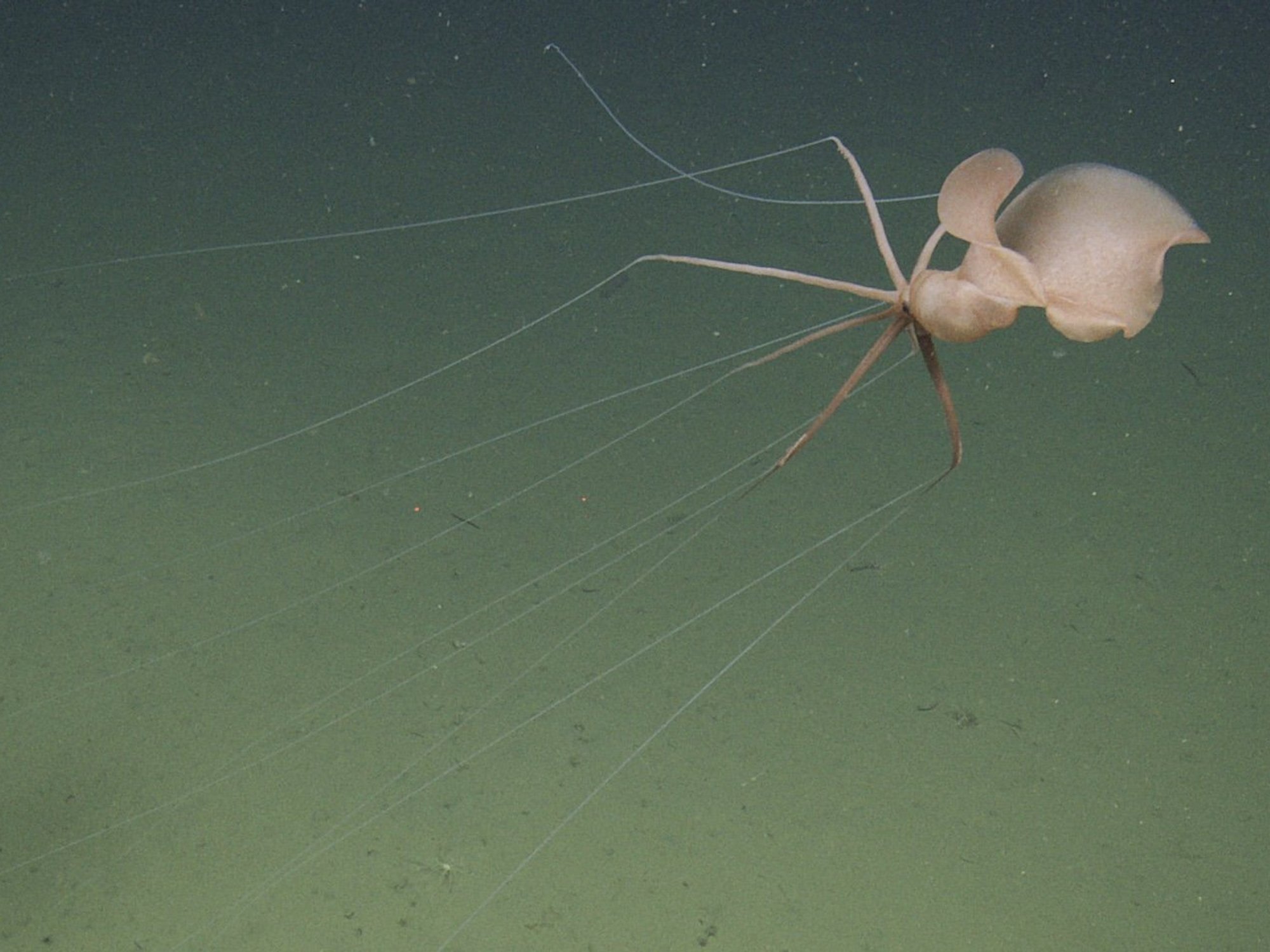 A bigfin squid off the coast of California
