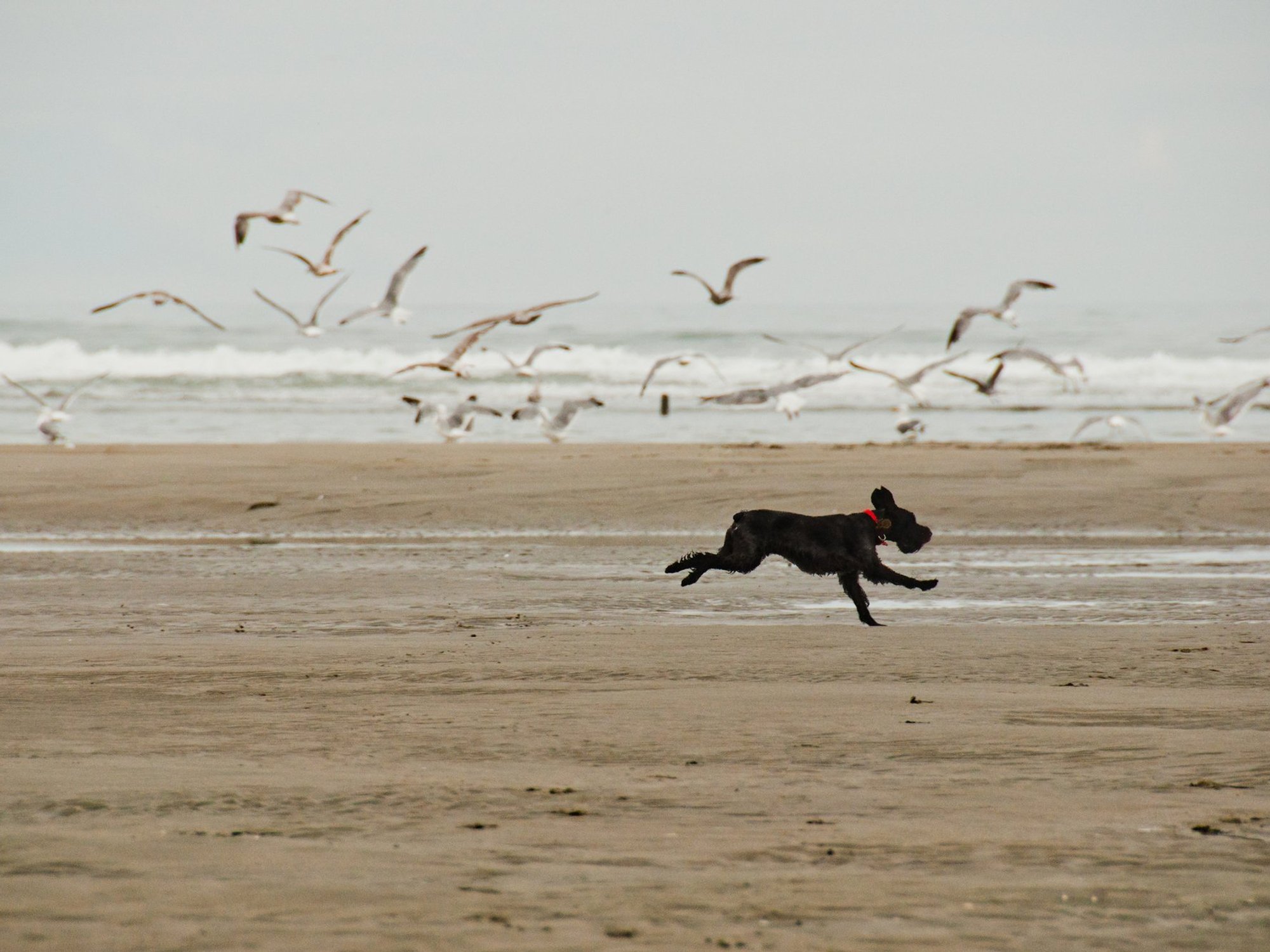 A black terrier chasing seagulls on a beach