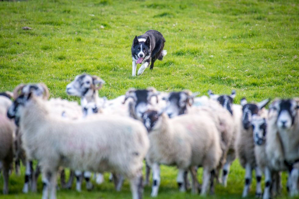 A border collie rounds up sheep