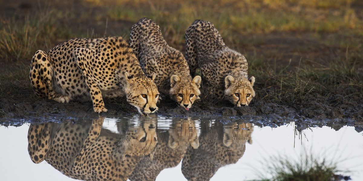 New satellite launched from space to save lives of cheetahs, rhinos and elephants