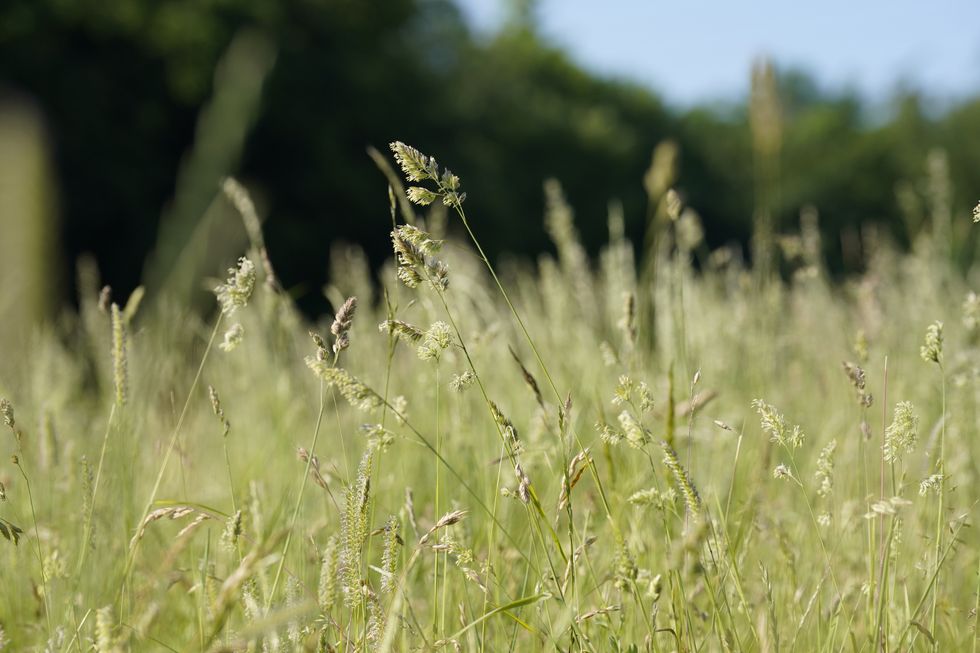 A field