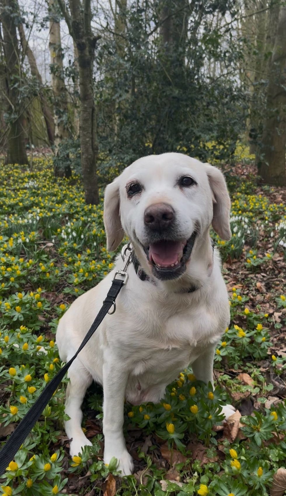 A happy-looking Daisy