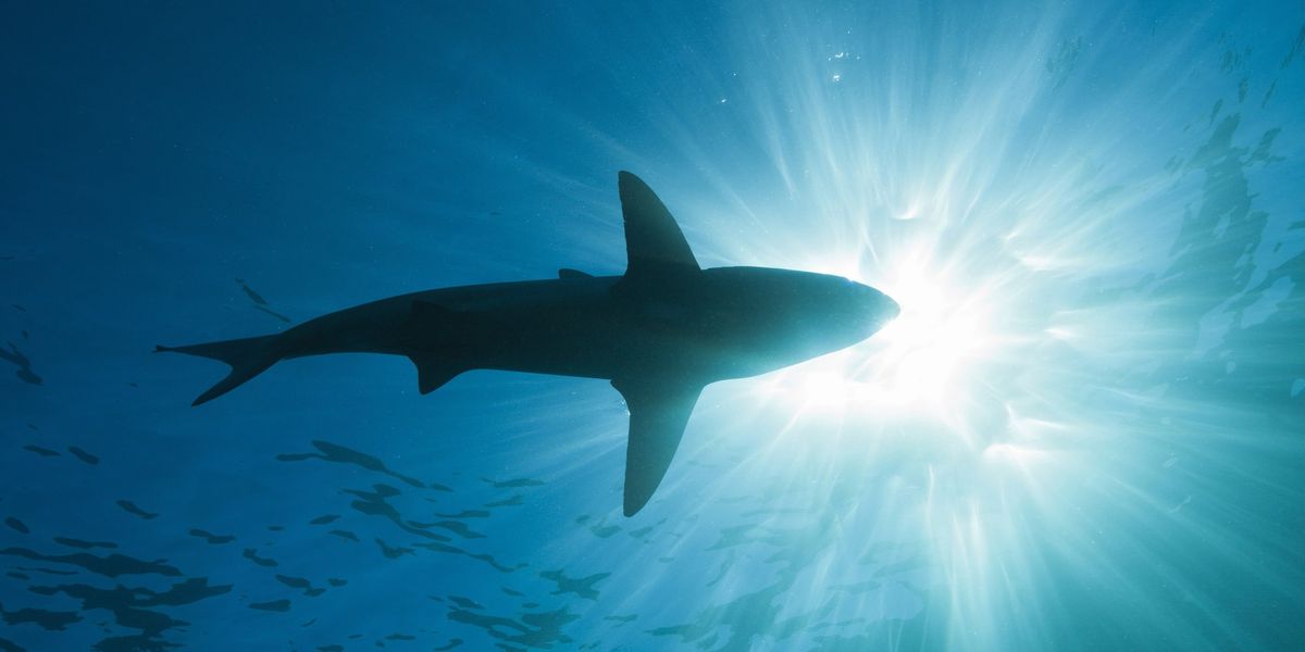 Lifeguards rush to get swimmers out of the water after huge shark spotted in English Channel