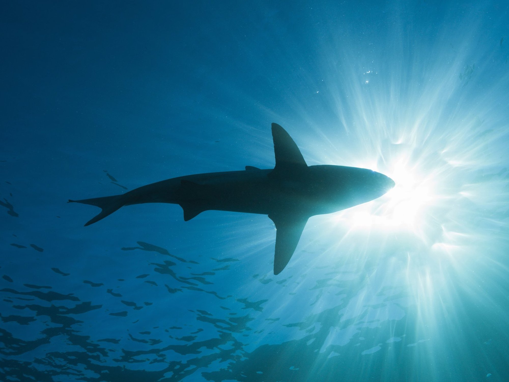 A large dark grey shark