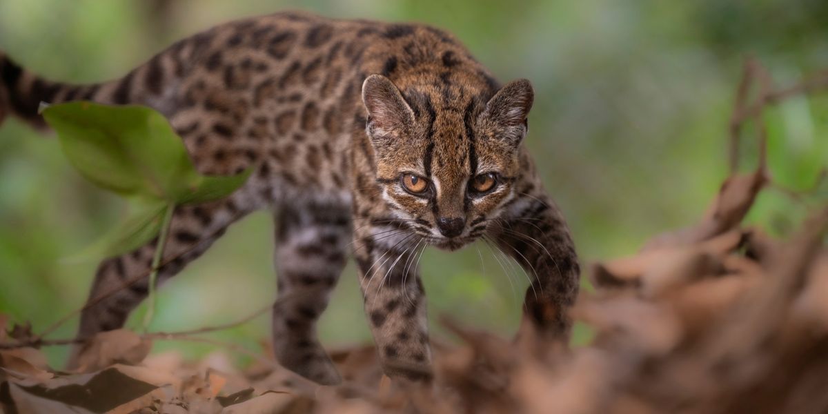 Leopardus tilcayo: Adorable new cat species identified for the first time in more than 100 years
