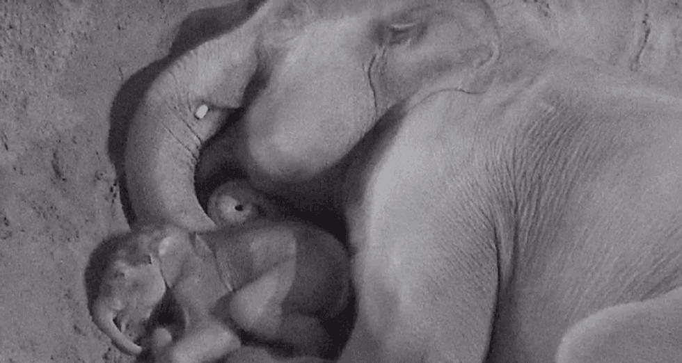 A mother elephant and her calf at Blackpool Zoo