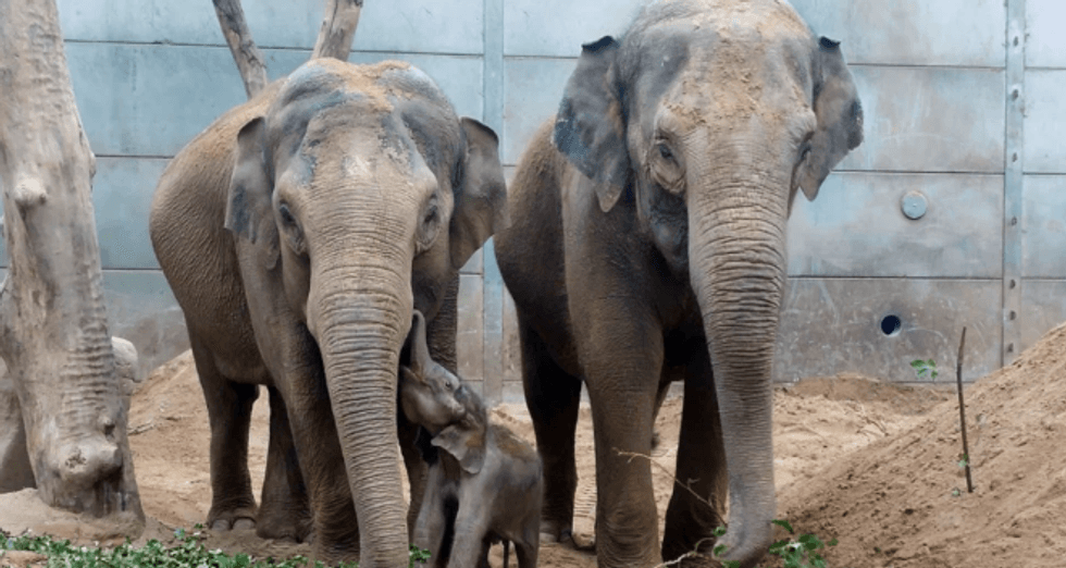 A mother elephant and her calf at Blackpool Zoo