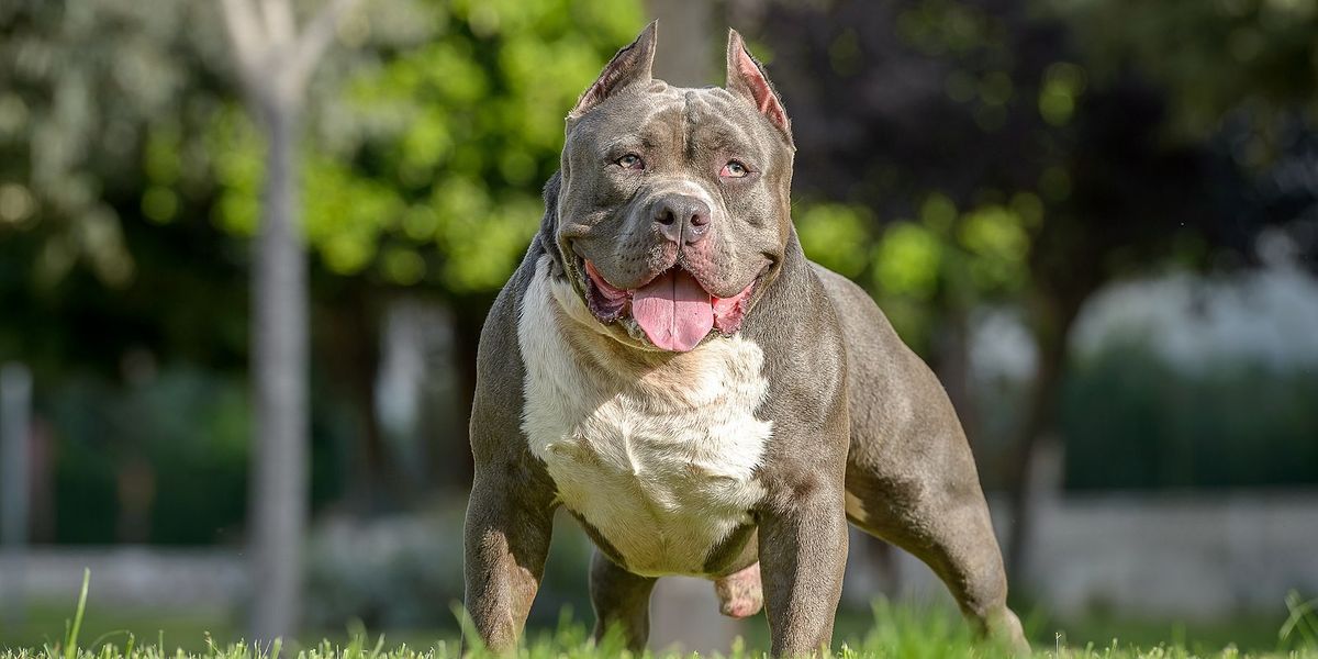 Half of XL Bully dogs in Britain found to be descended from one 'killer' inbred pet