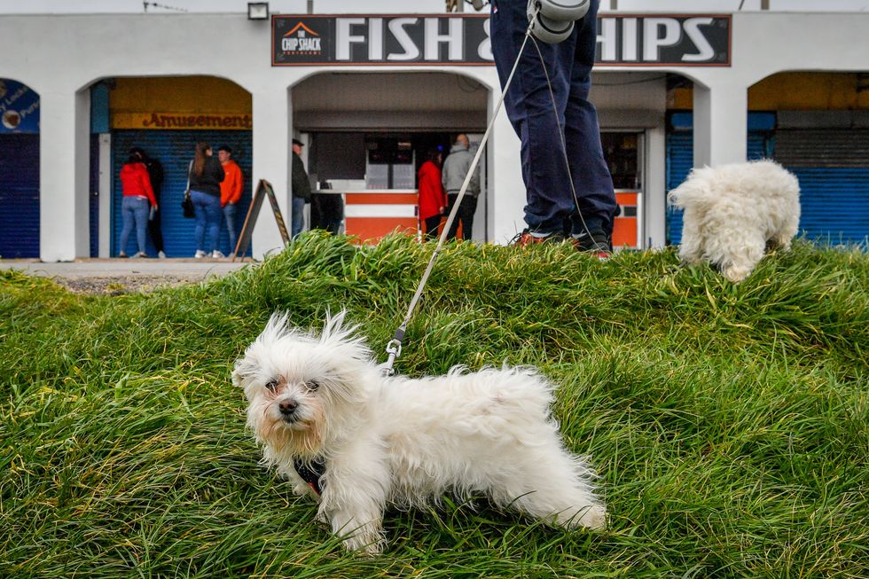 A windswept dog on a winter's day at Coney Beach