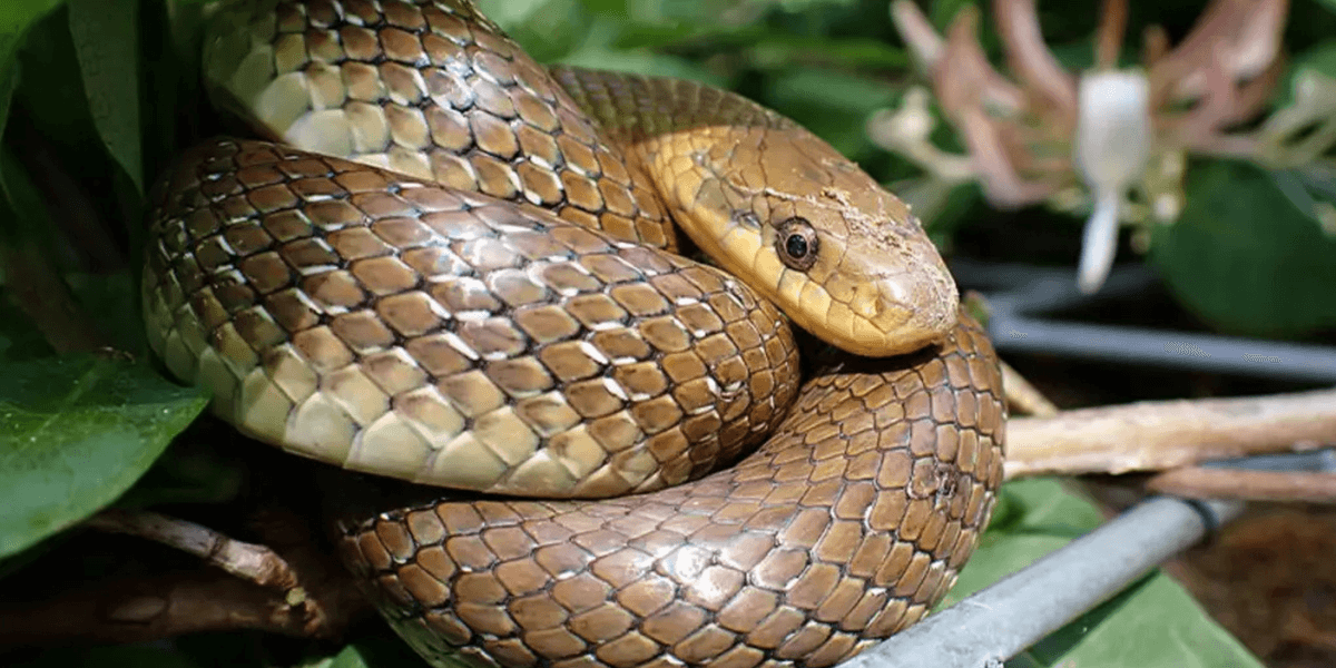 Pensioner left stunned after three-foot snake found curled up in his toilet