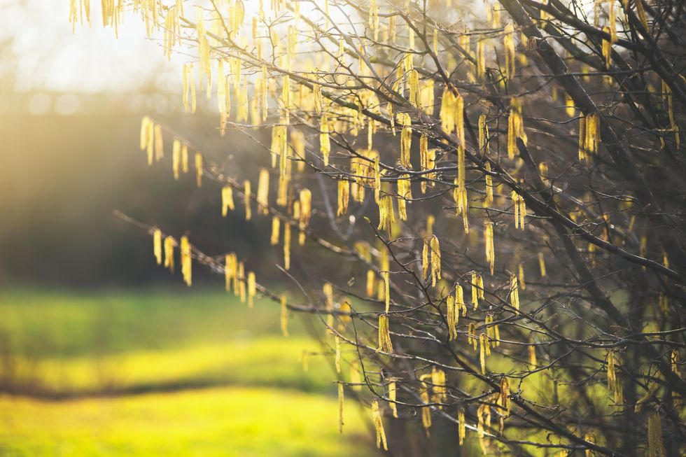 Alder trees