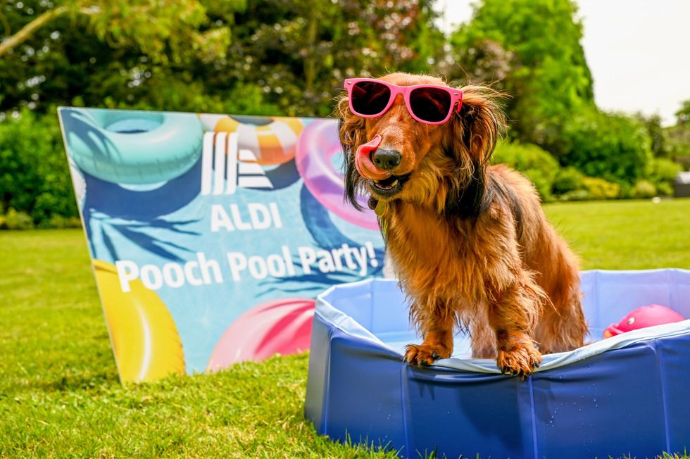 Aldi pet pool