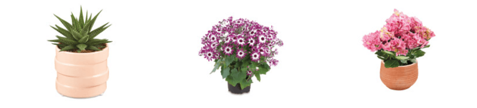 Aldi's new plants