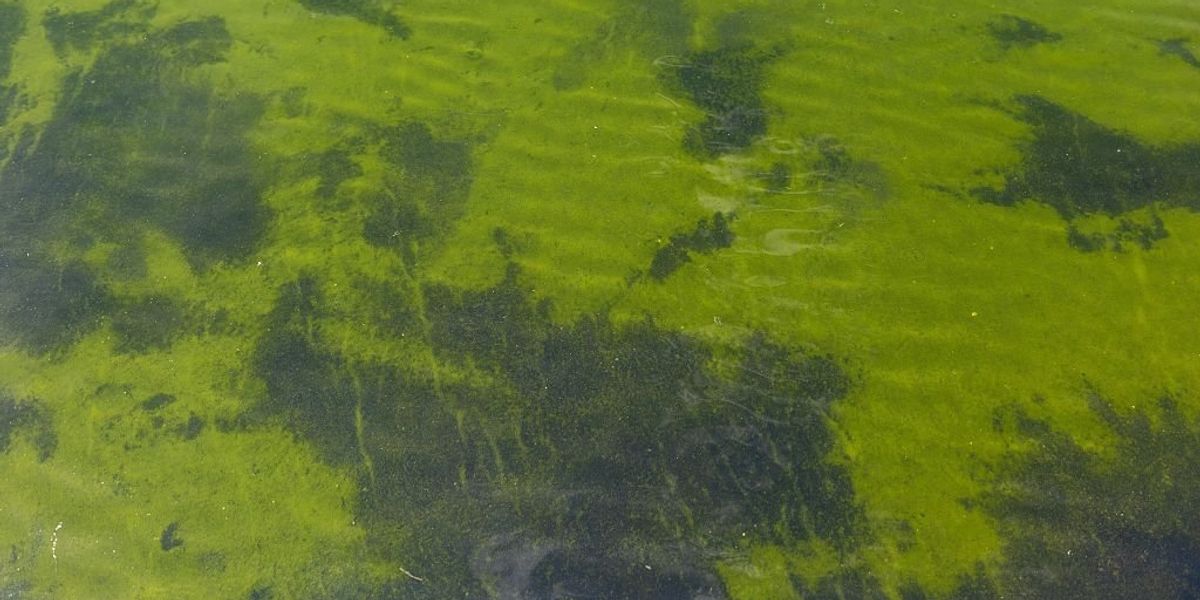Swimmers issued urgent warning over toxic algae at London bathing spot