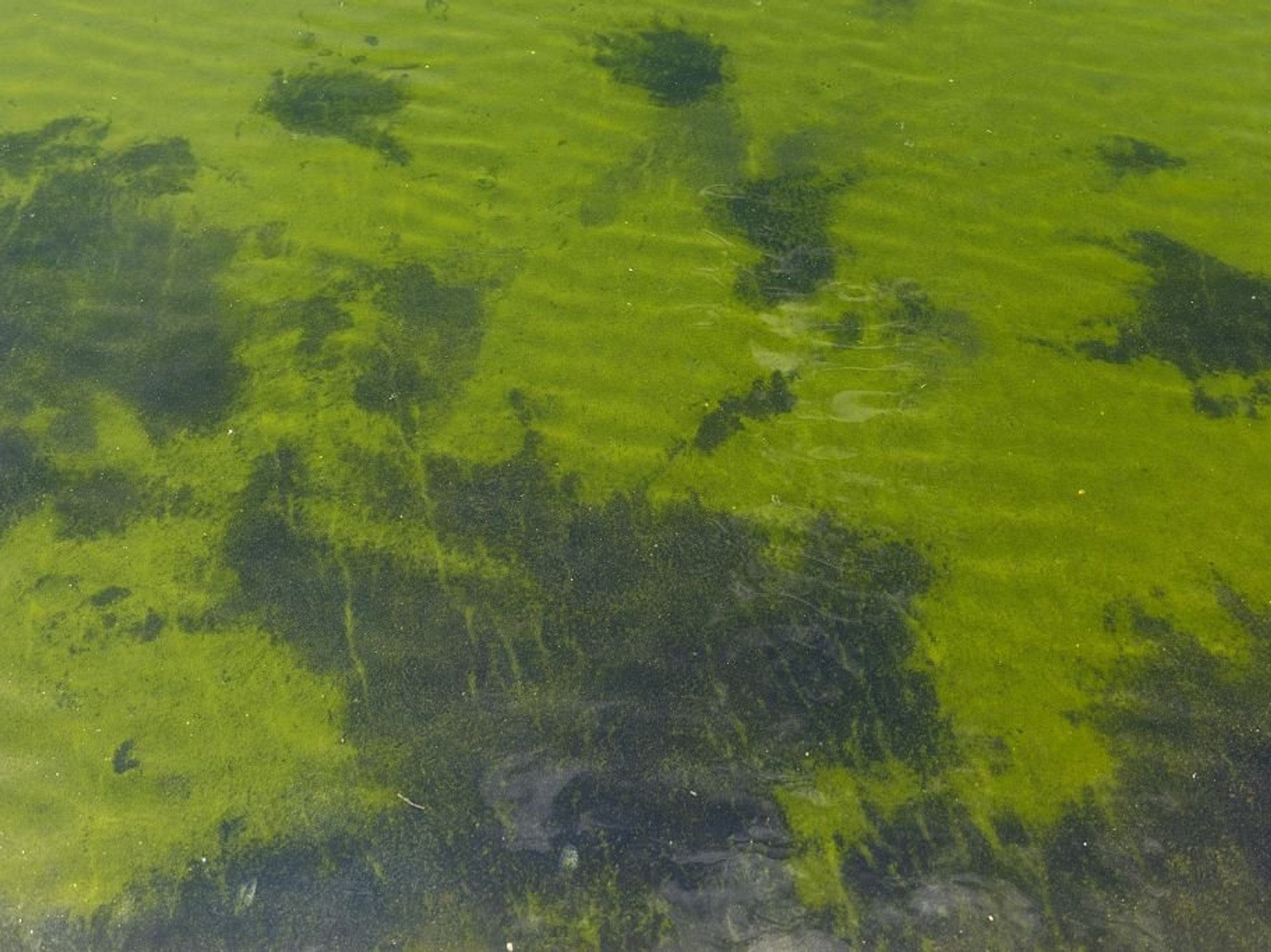 Algae