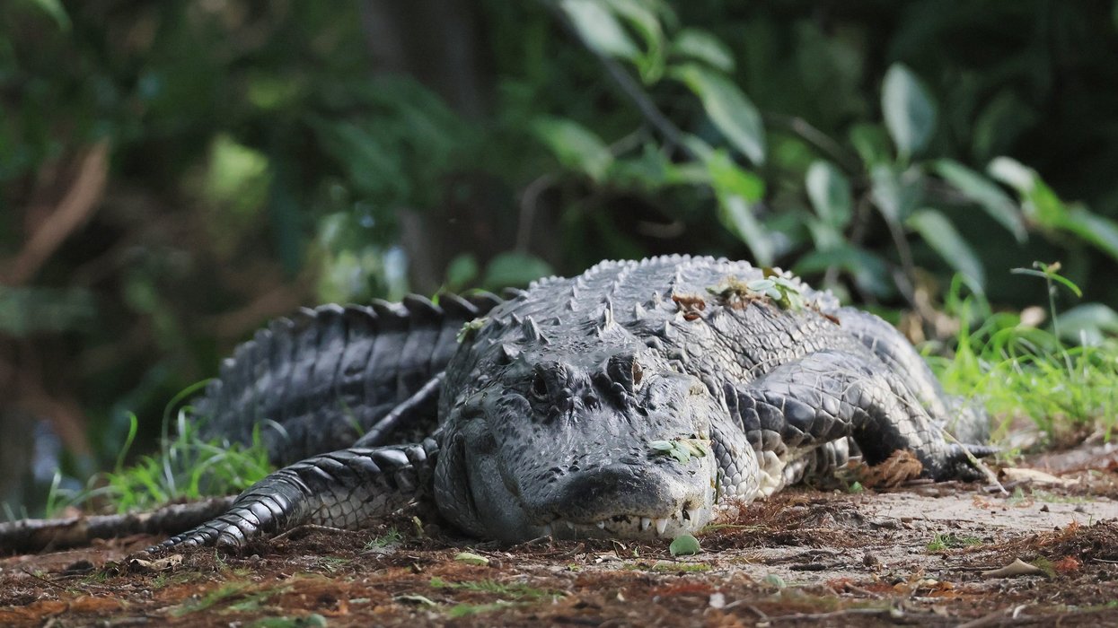 Alligator in Florida