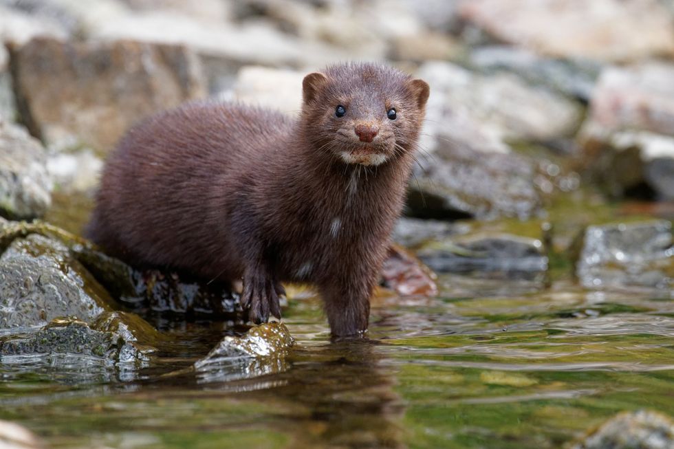 American Mink (stock)
