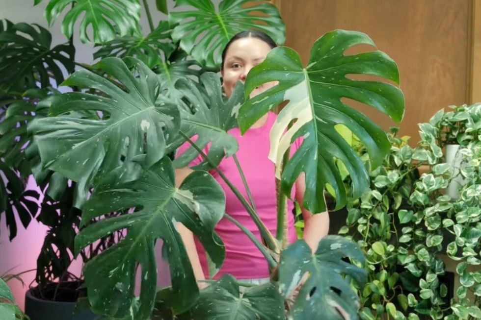 ANA PEREZ HOLDING HER MONSTERA