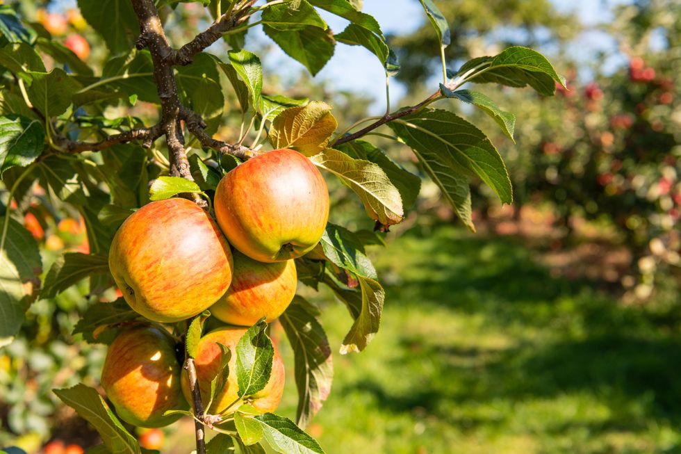 Apple tree