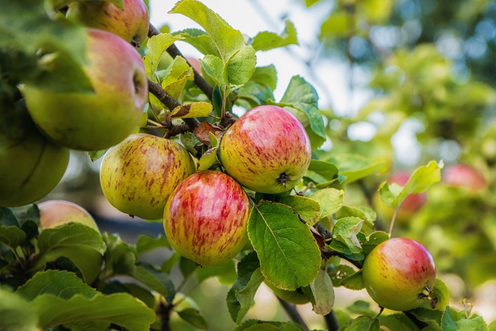 Apple trees