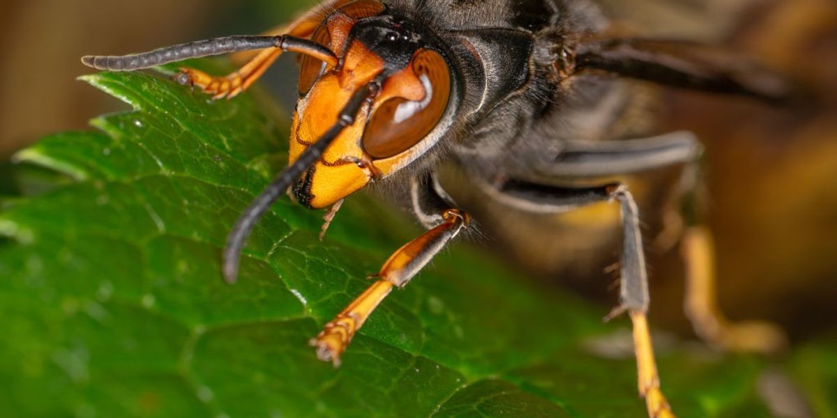 Asian hornet invasion strikes amid warning 'invasive' species could have devastating impact - 'Struggling to keep them at bay!'