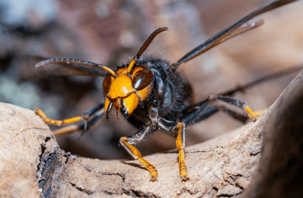 Asian hornet