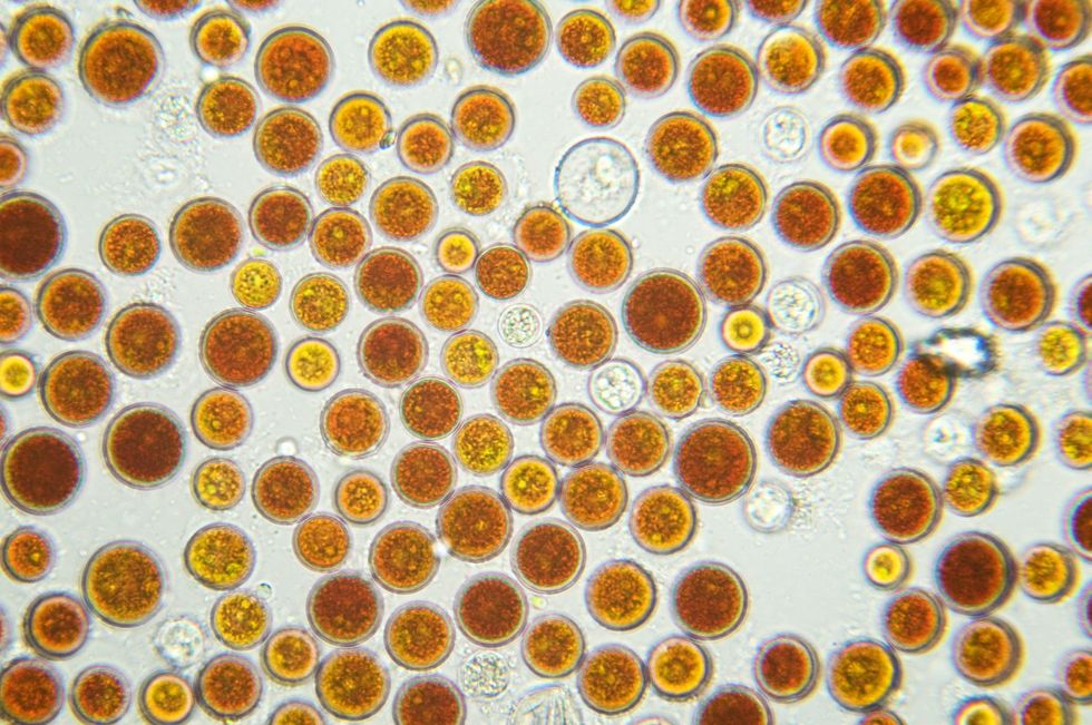 Astaxanthin