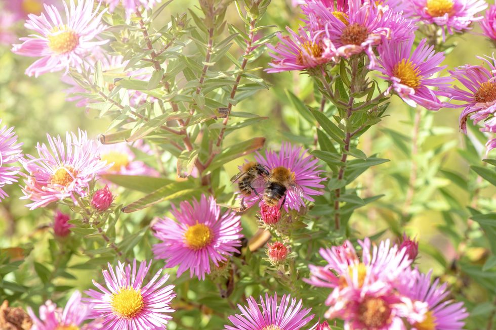 Asters