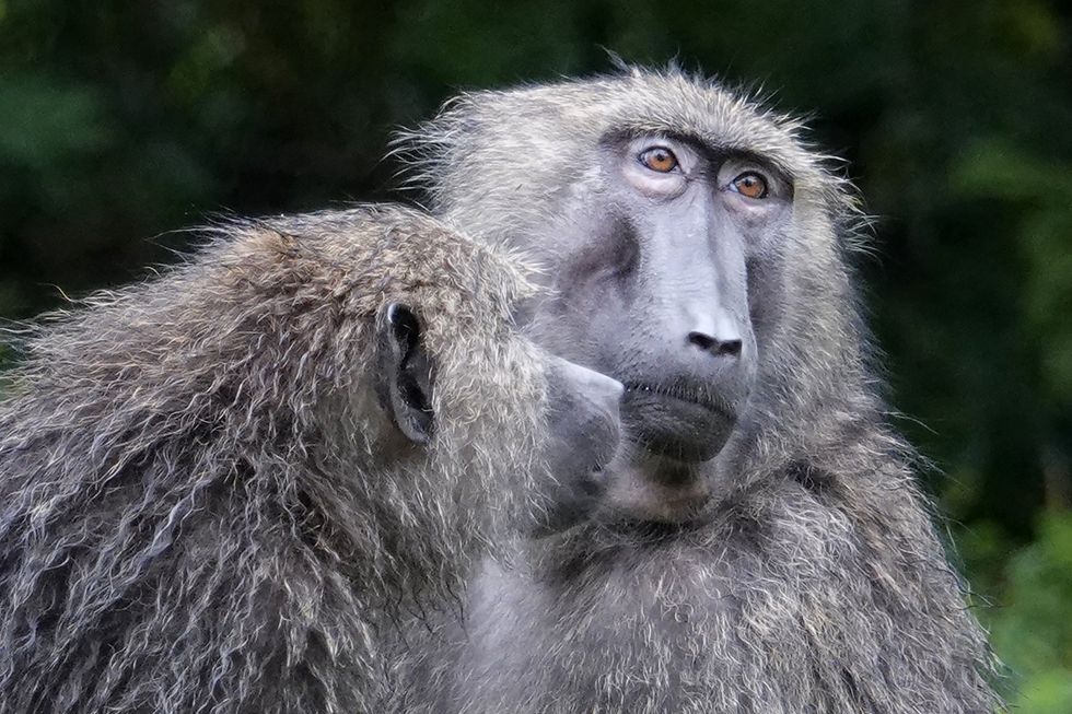 Baboons