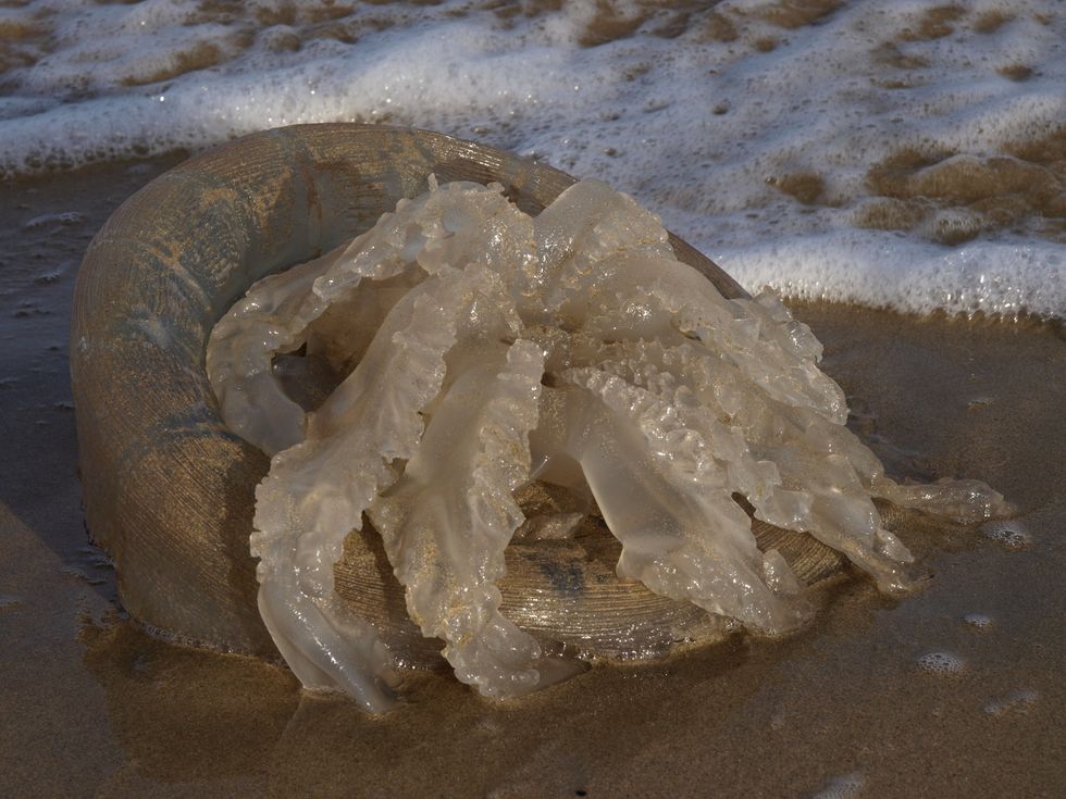 Barrel jellyfish