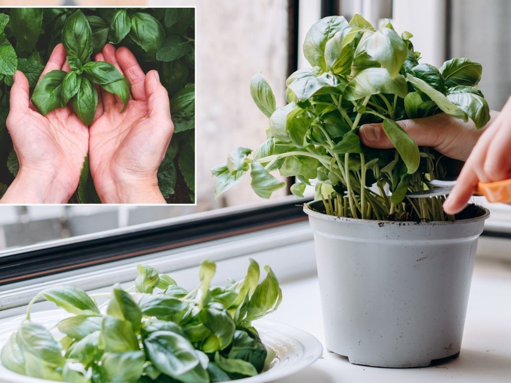 Basil