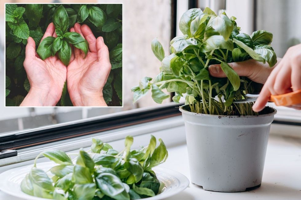 Basil