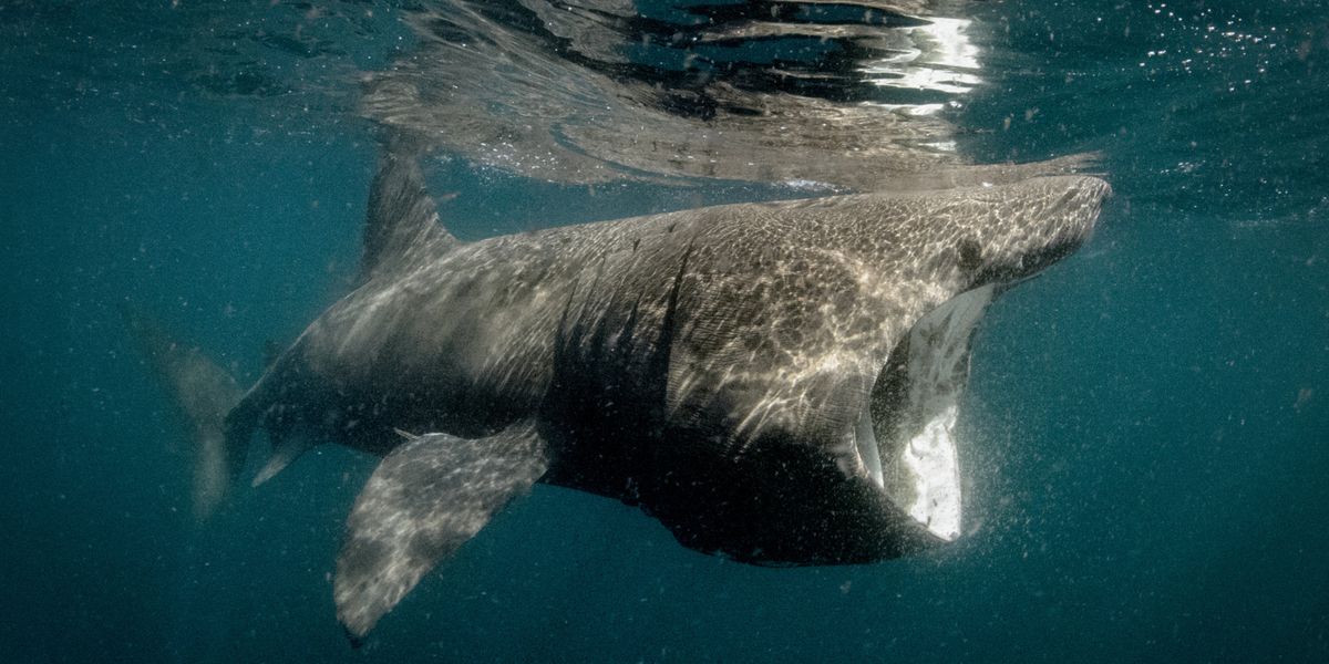 Brave lifeguard 'punched' massive 12ft shark in English Channel as panicked swimmers flee to safety
