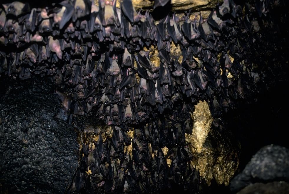 Bats in cave