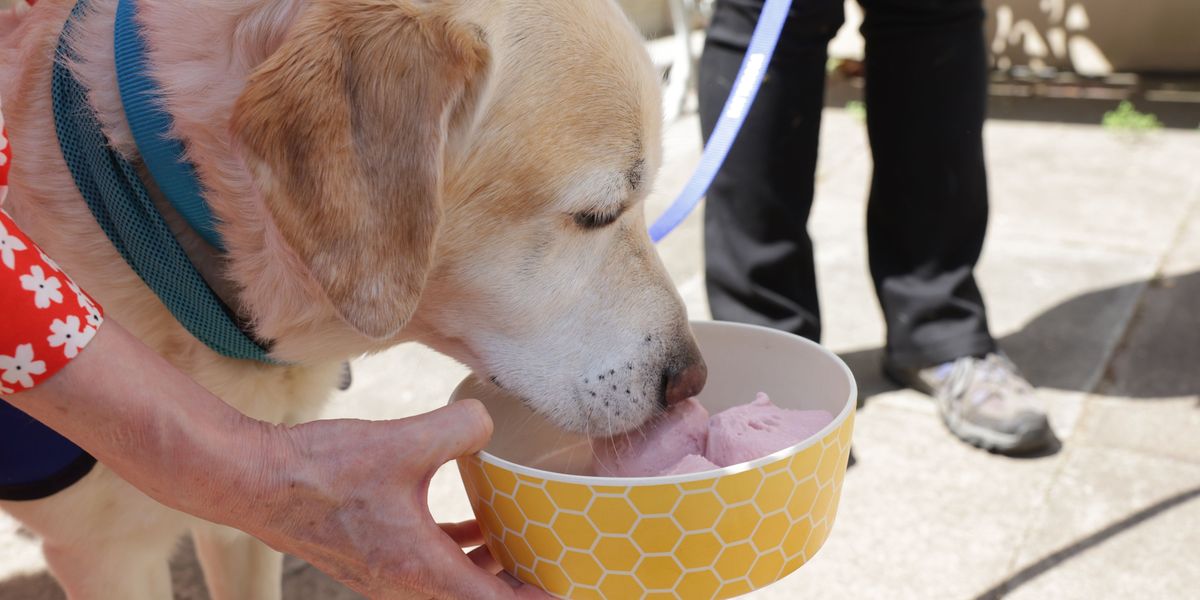 'Instagrammable' pets fuelling suffering as owners chase extreme looks, charity warns