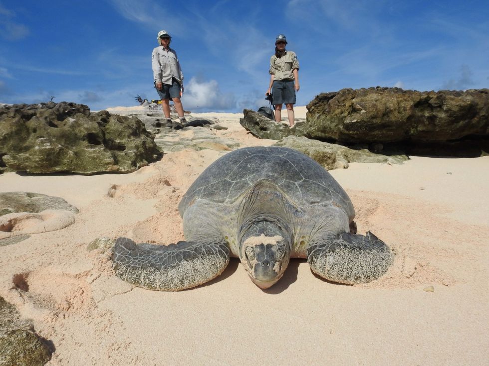 BBC Planet Earth III Raine Island