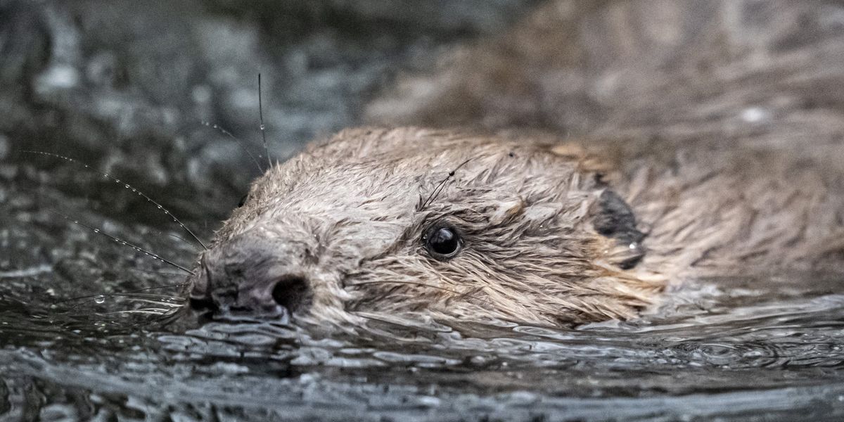 Beaver released into wild on Exmoor form blossoming bond