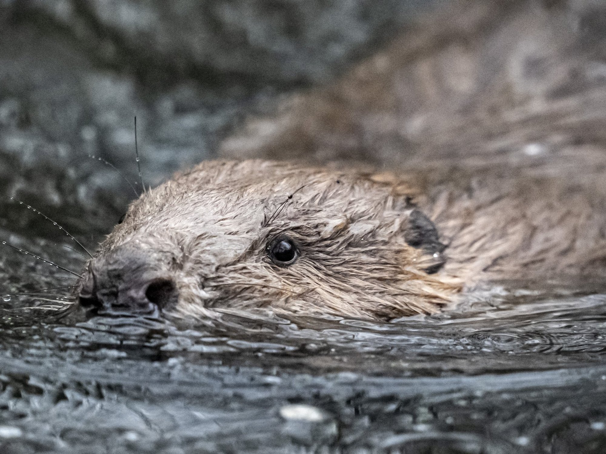 Beaver