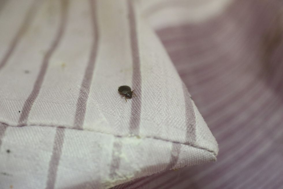 Bedbug on bed