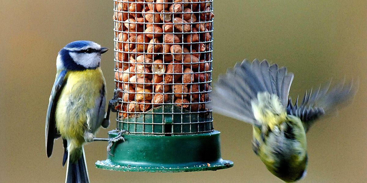 RSPB urges Britons NOT to feed birds this summer to slow infection rate of 'deadly disease'