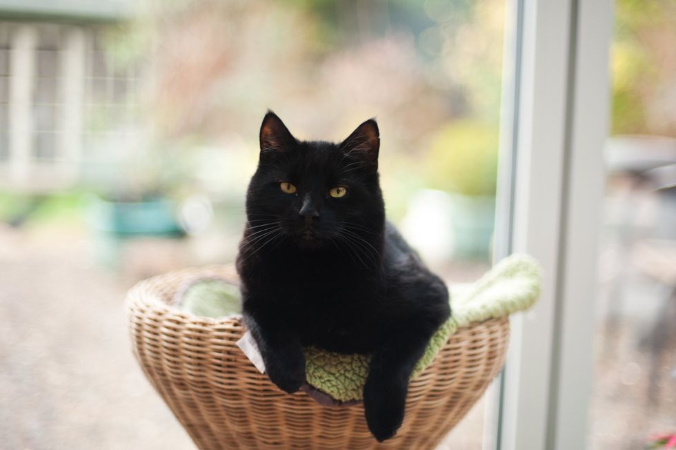 Black cat