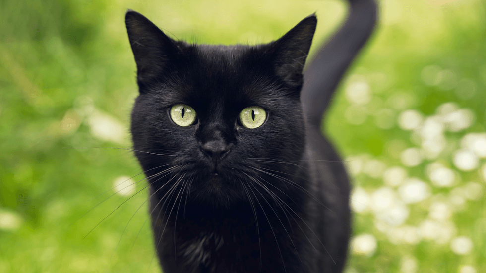 Black cat