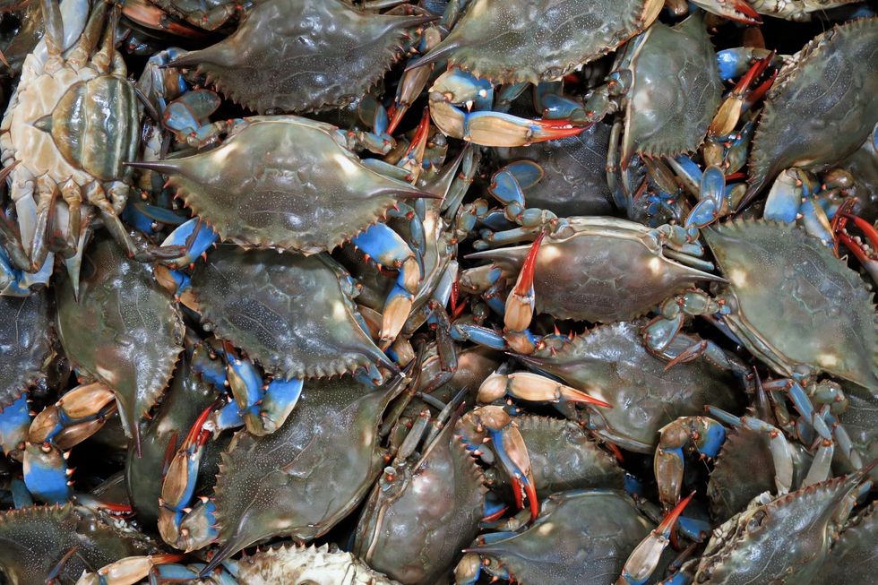 Blue crabs