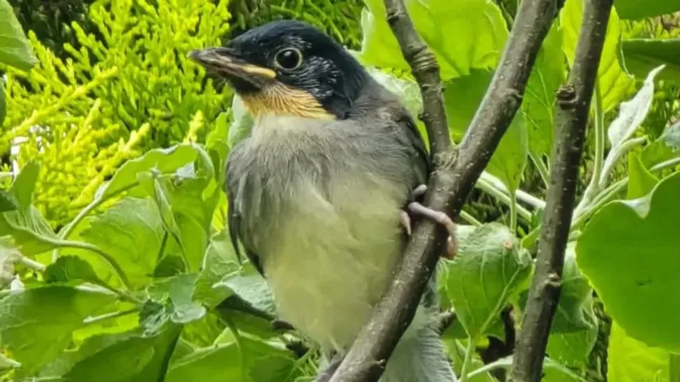 blue-crowned laughingthrush