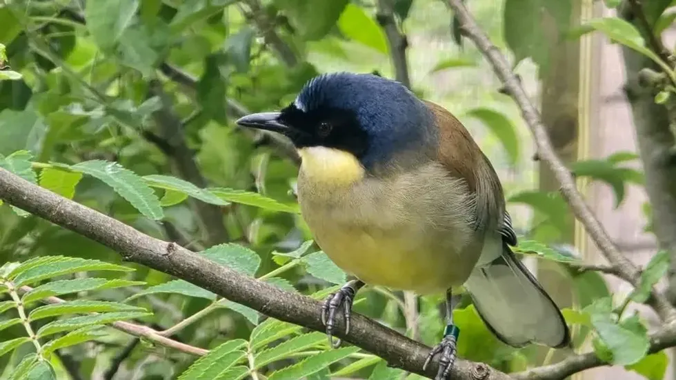 blue-crowned laughingthrush