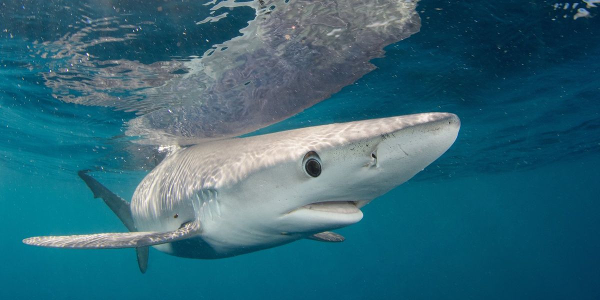 Scientists lift lid on lives of three of Britain's most vulnerable shark species