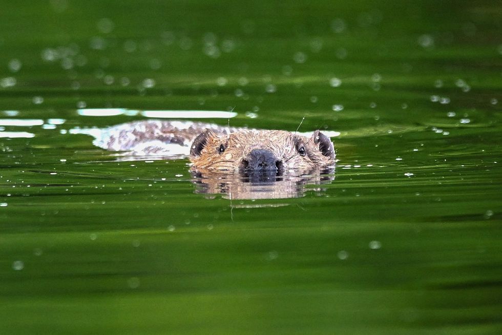 British beavers