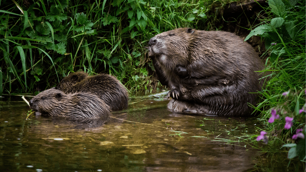 British Beavers