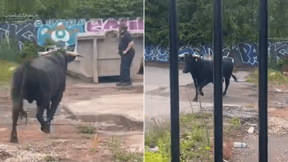 Bull in Birmingham